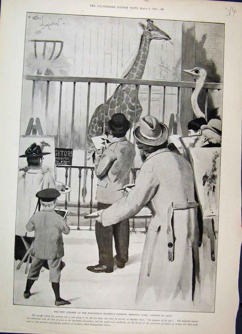 Original Old Antique Print 1895 Zoo Newcomer Giraffe Regents Park Artists 19th