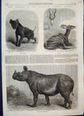 Original Old Antique Print 1868 London Zoo Young Hyena Koodoo Rhinoceros 19th