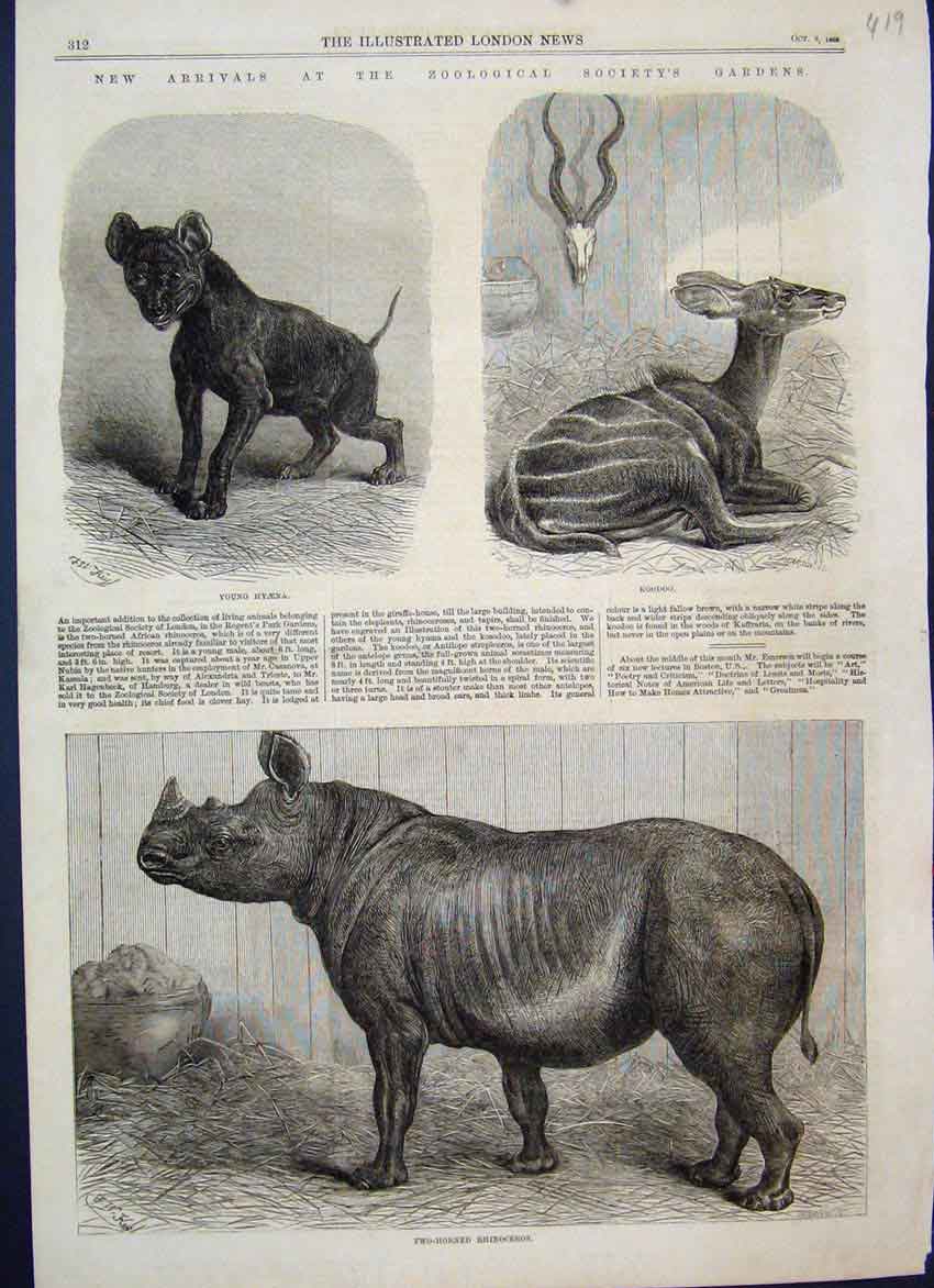 Original Old Antique Print 1868 London Zoo Young Hyena Koodoo Rhinoceros 19th