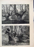 Original Old Antique Print 1883 Burnham Beeches Springtime Elder Brethren 19th