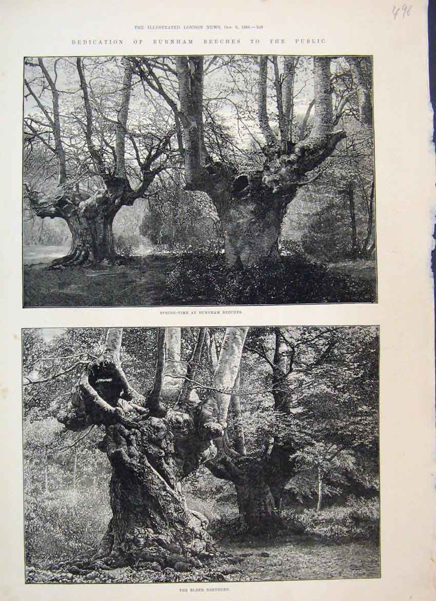 Original Old Antique Print 1883 Burnham Beeches Springtime Elder Brethren 19th
