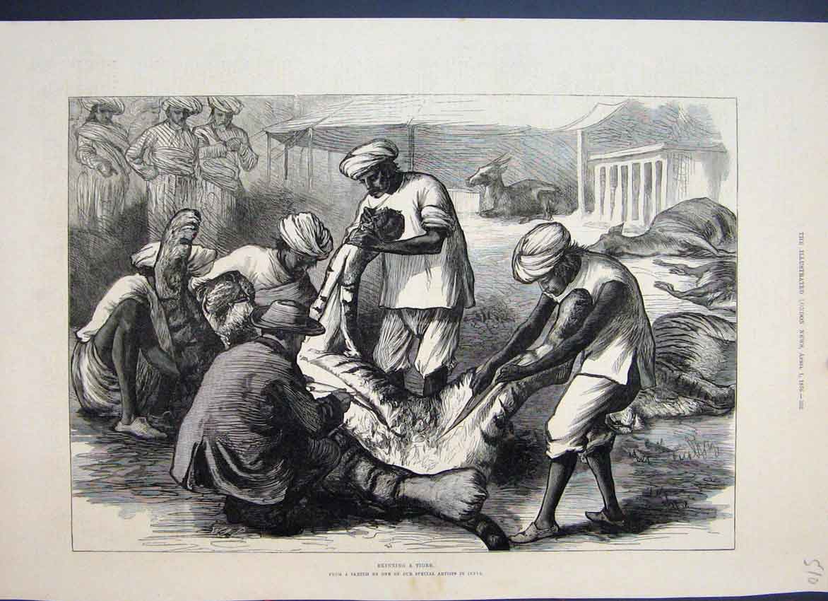 Original Old Antique Print 1876 Skinning A Tiger For Pelt Other Kills Victorian