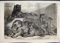 Original Old Antique Print 1868 Regents Park Leopards Cubs Zoo Society 19th