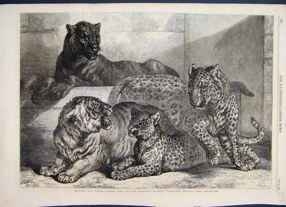 Original Old Antique Print 1868 Regents Park Leopards Cubs Zoo Society 19th