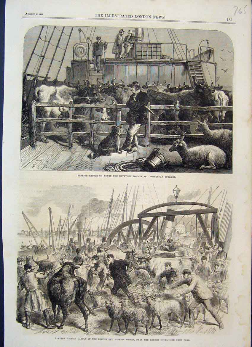Original Old Antique Print 1865 Rotterdam Steamer Foreign Cattle Docks 19th