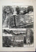 Original Old Antique Print 1884 Highgate Wood Hornbeam Avenue Brooklet Sketch