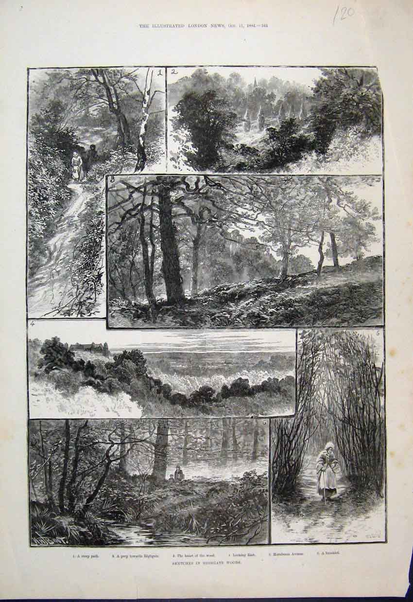 Original Old Antique Print 1884 Highgate Wood Hornbeam Avenue Brooklet Sketch