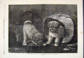Original Old Antique Print 1870 Jack Box Dogs Cat Playing Couldery Fine Art