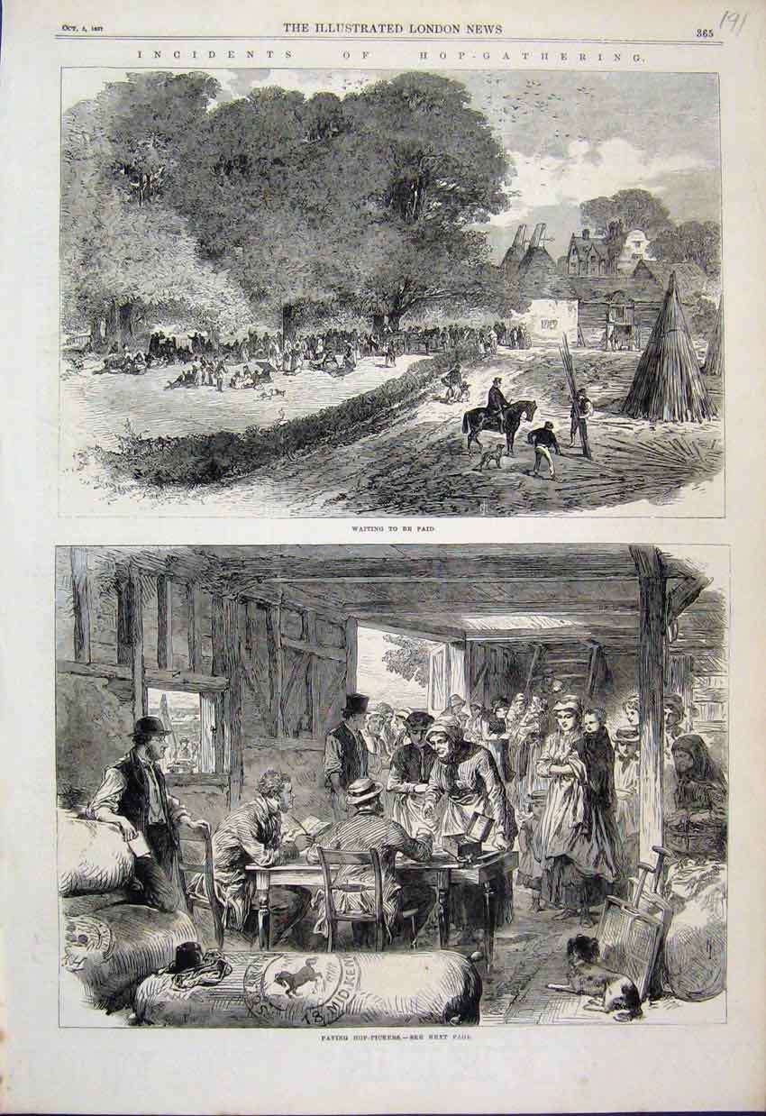 Original Old Antique Print 1867 Hop Gathering Field Dog Horse Paying Victorian