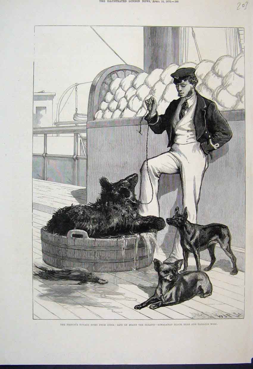 Original Old Antique Print 1876 Prince Serapis Black Bear Tailless Dog 19th