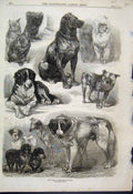 Original Old Antique Print 1870 Prize Dogs Paris Dog Show Various Victorian
