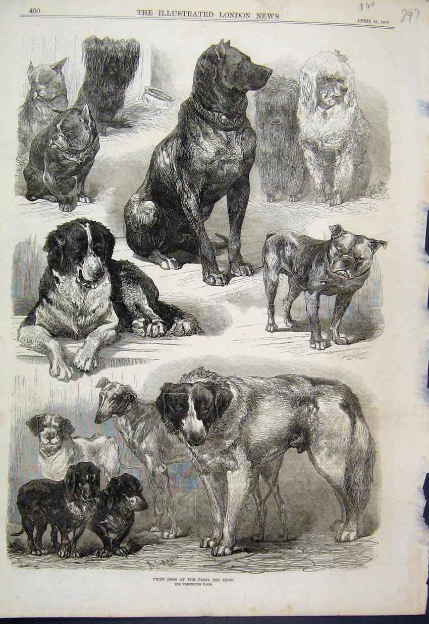 Original Old Antique Print 1870 Prize Dogs Paris Dog Show Various Victorian