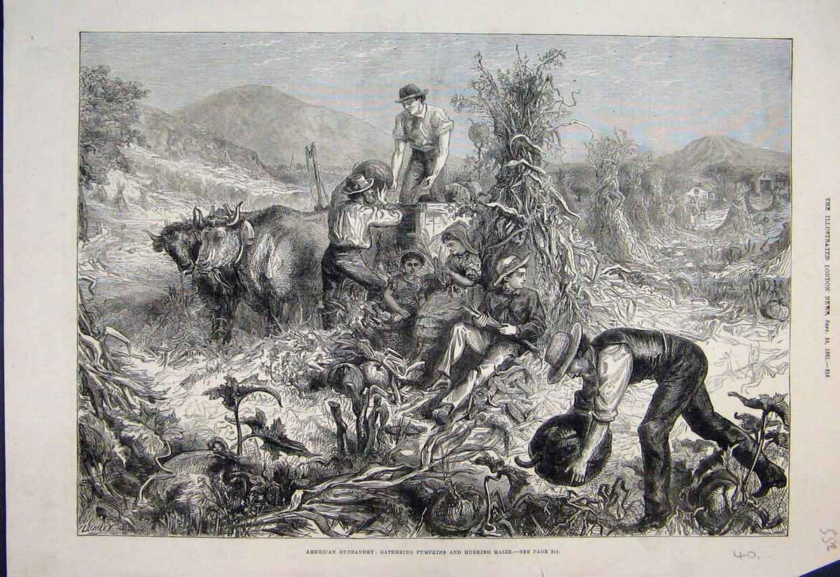 Original Old Antique Print 1881 American Husbandry Pumpkins Husking Maize 19th