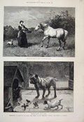 Original Old Antique Print 1884 Exhibition Mendoza Gallery King Street St James