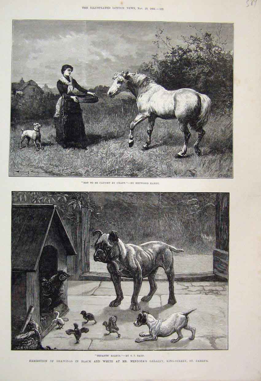 Original Old Antique Print 1884 Exhibition Mendoza Gallery King Street St James