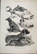 Original Old Antique Print 1871 Prize Poultry Dogs Birmingham Show Ducks 19th