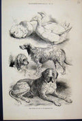 Original Old Antique Print 1871 Prize Poultry Dogs Birmingham Show Victorian