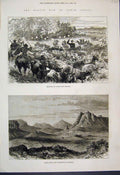 Old Antique Print 1880 Cattle Basutos Thhaba Bosigo Masupha South Africa 19th