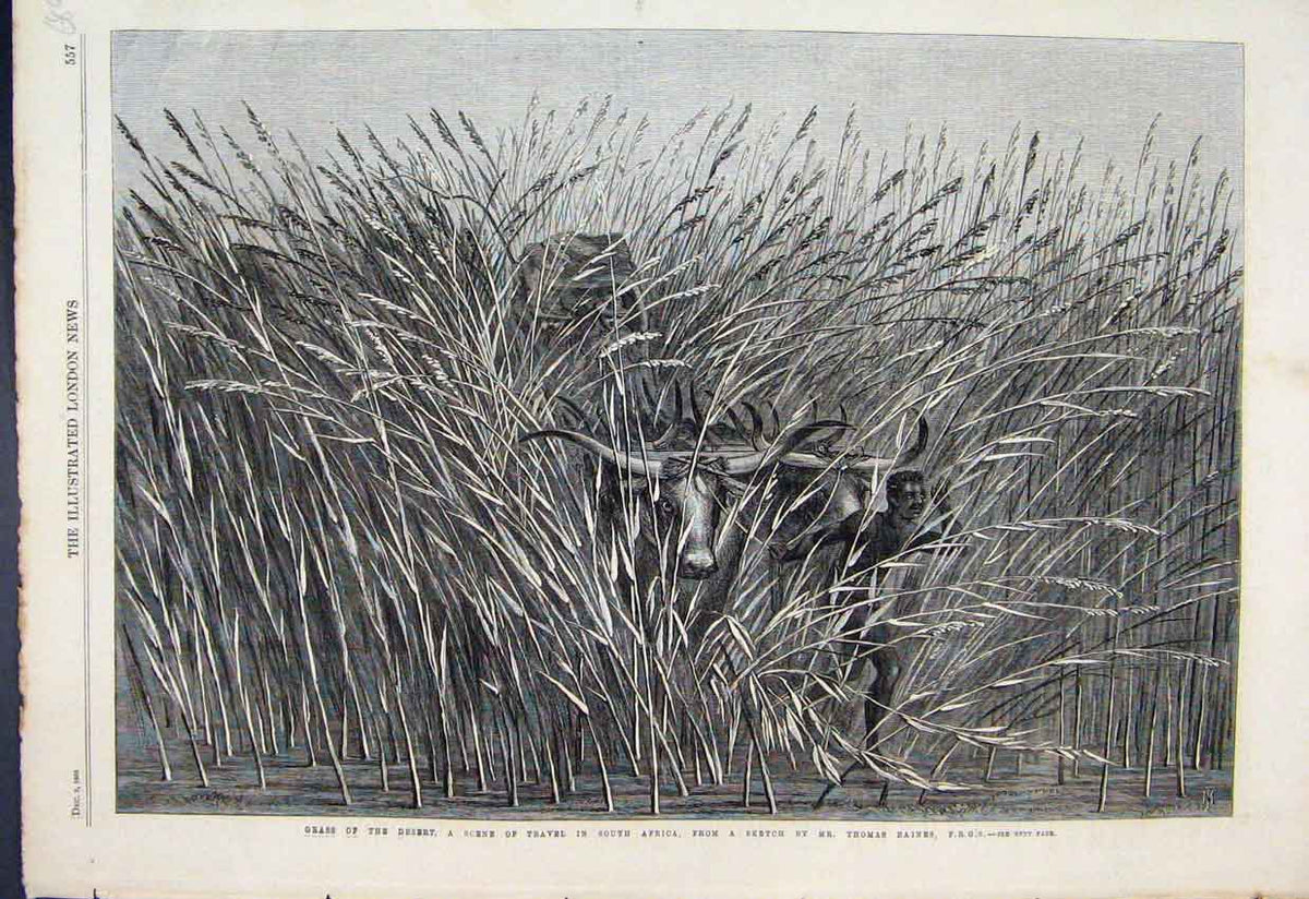 Old Antique Print 1865 Grass Desert Travel South Africa Cattle Man Sketch 19th