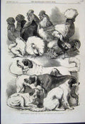 Original Old Antique Print 1866 Poultry Pigeons Dogs Birmingham Show Victorian