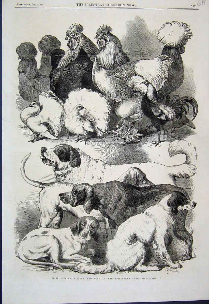 Original Old Antique Print 1866 Poultry Pigeons Dogs Birmingham Show Victorian