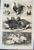 Original Old Antique Print 1859 Birmingham Poultry Show Ducks Pigeon Victorian