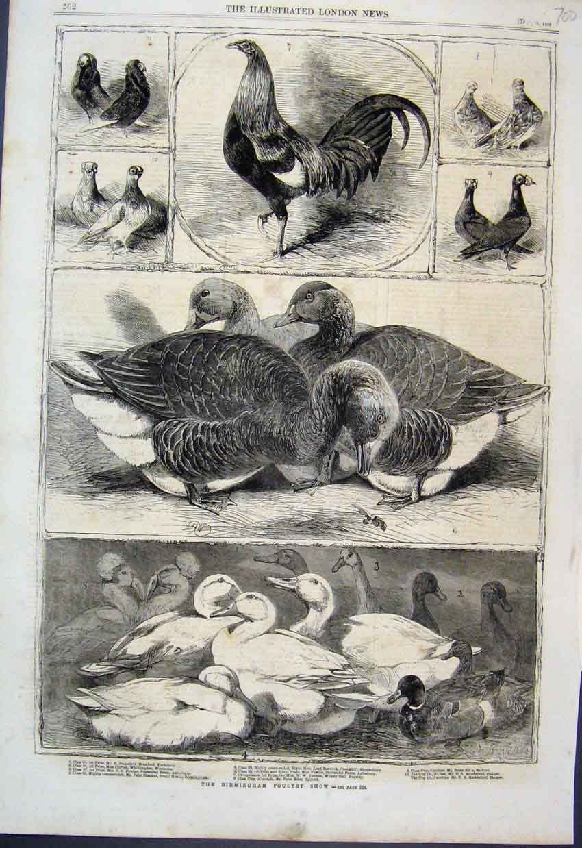 Original Old Antique Print 1859 Birmingham Poultry Show Ducks Pigeon Victorian