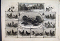Original Old Antique Print 1868 Poultry Exhibition Jardin Acclimation Paris S