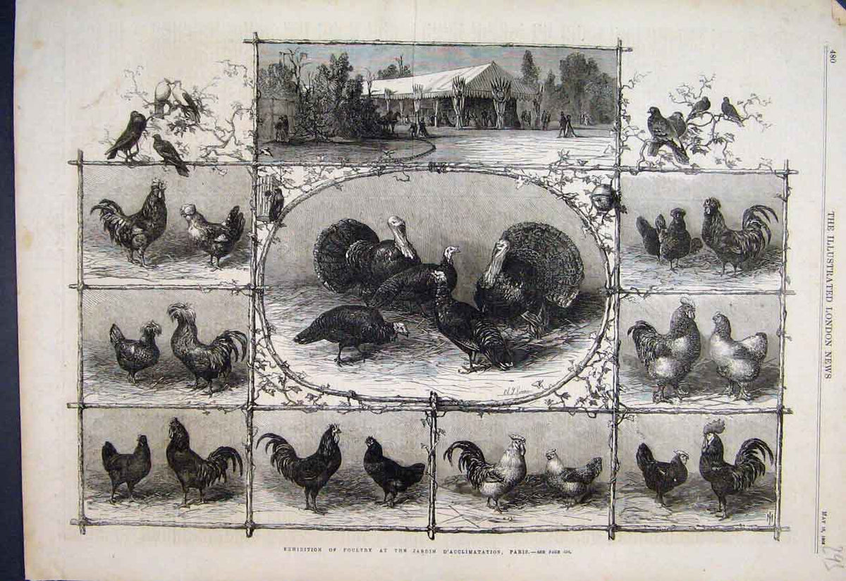 Original Old Antique Print 1868 Poultry Exhibition Jardin Acclimation Paris S