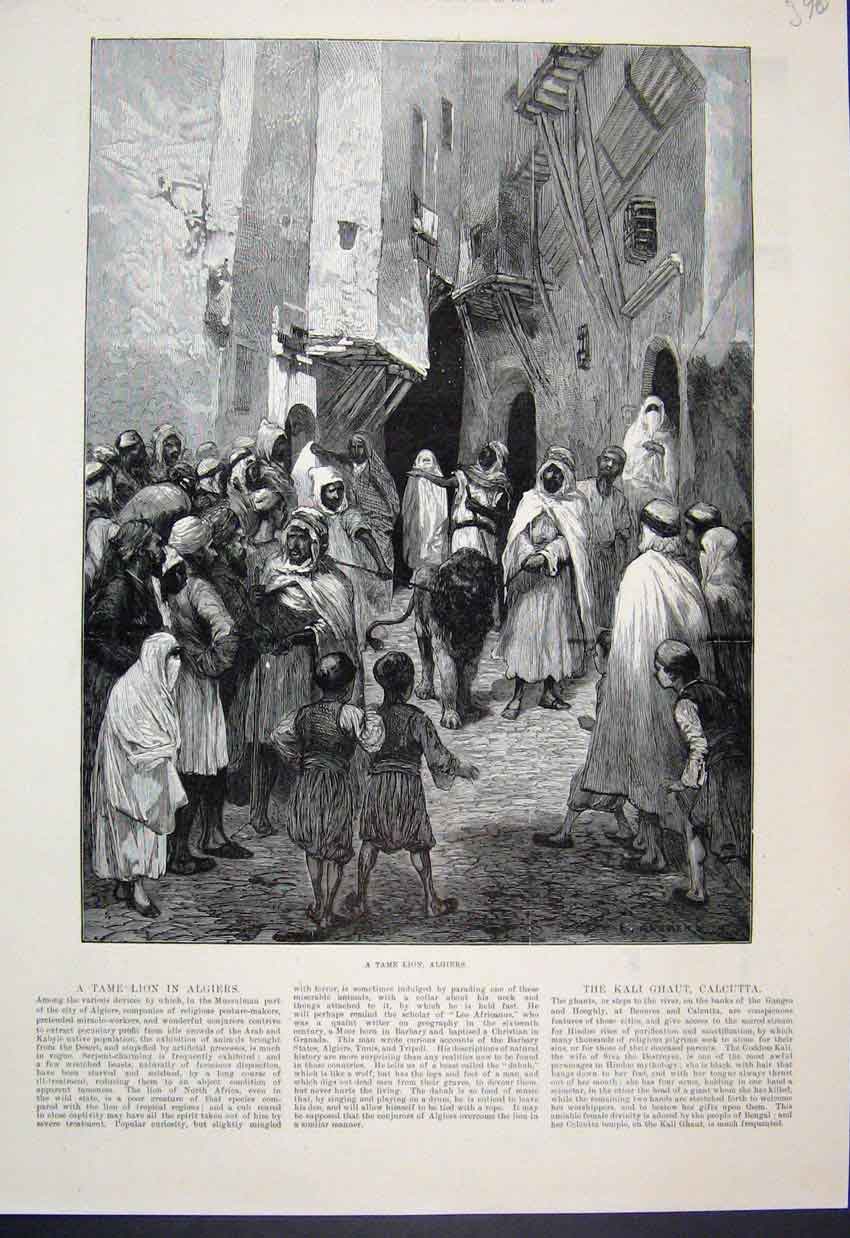 Original Old Antique Print 1887 Tame Lion Algiers Men Children Fine Art 19th
