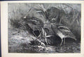Original Old Antique Print 1871 Scene November Birds Drinking Fine Art 19th