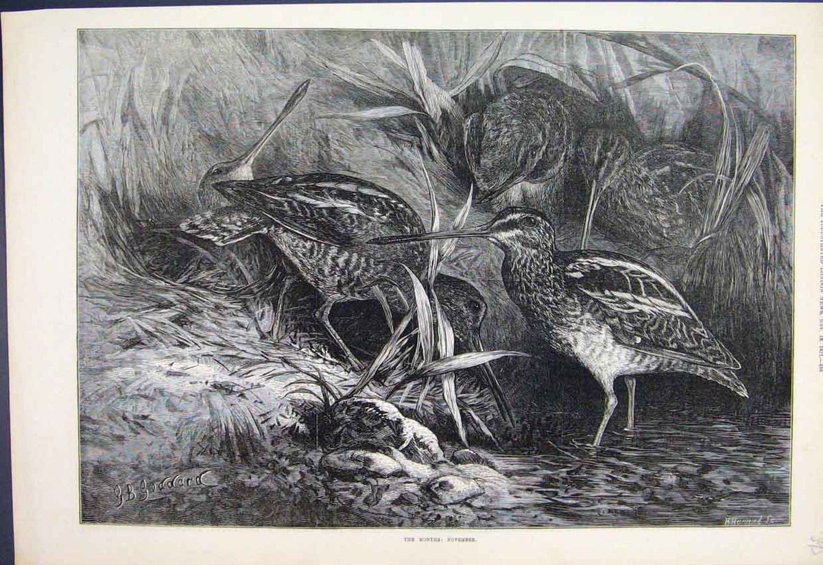 Original Old Antique Print 1871 Scene November Birds Drinking Fine Art 19th