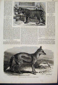 Old Antique Print 1870 Regimental Lion Madras Fusilers Jackal Zoological 19th