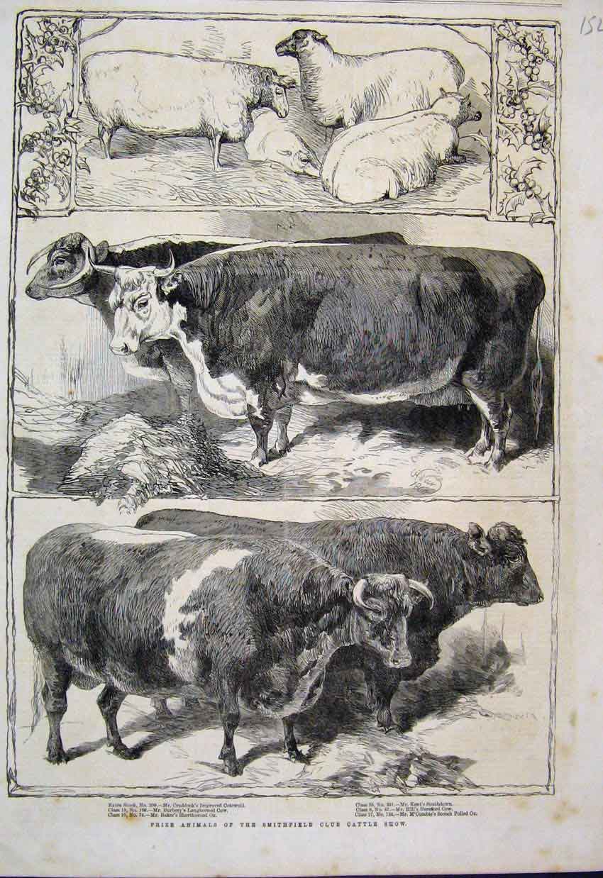 Original Old Antique Print 1860 Prize Cow Sheep Smithfield Club Cattle Show