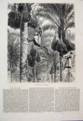 Original Old Antique Print 1876 Gathering Dates Ceylon Woman Trees Victorian