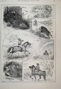 Original Old Antique Print 1888 Hunting Morocco Pig Shooting Plover Tusker 19th