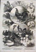 Original Old Antique Print 1854 Birmingham Christmas Poultry Show Fowls Duck