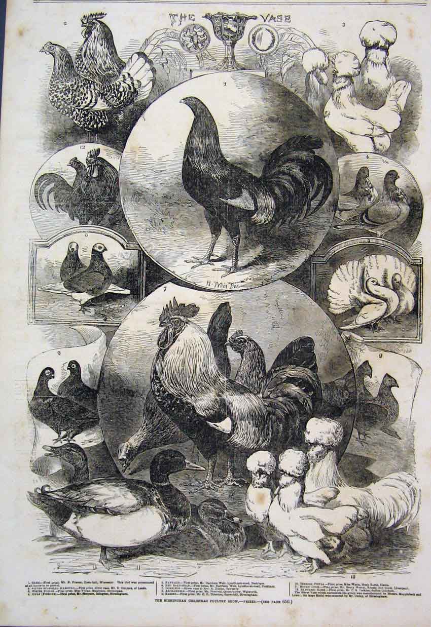 Original Old Antique Print 1854 Birmingham Christmas Poultry Show Fowls Duck