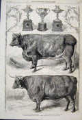 Old Antique Print 1862 Smithfield Club Show Prize Cattle Cups Heifer Ox 19th