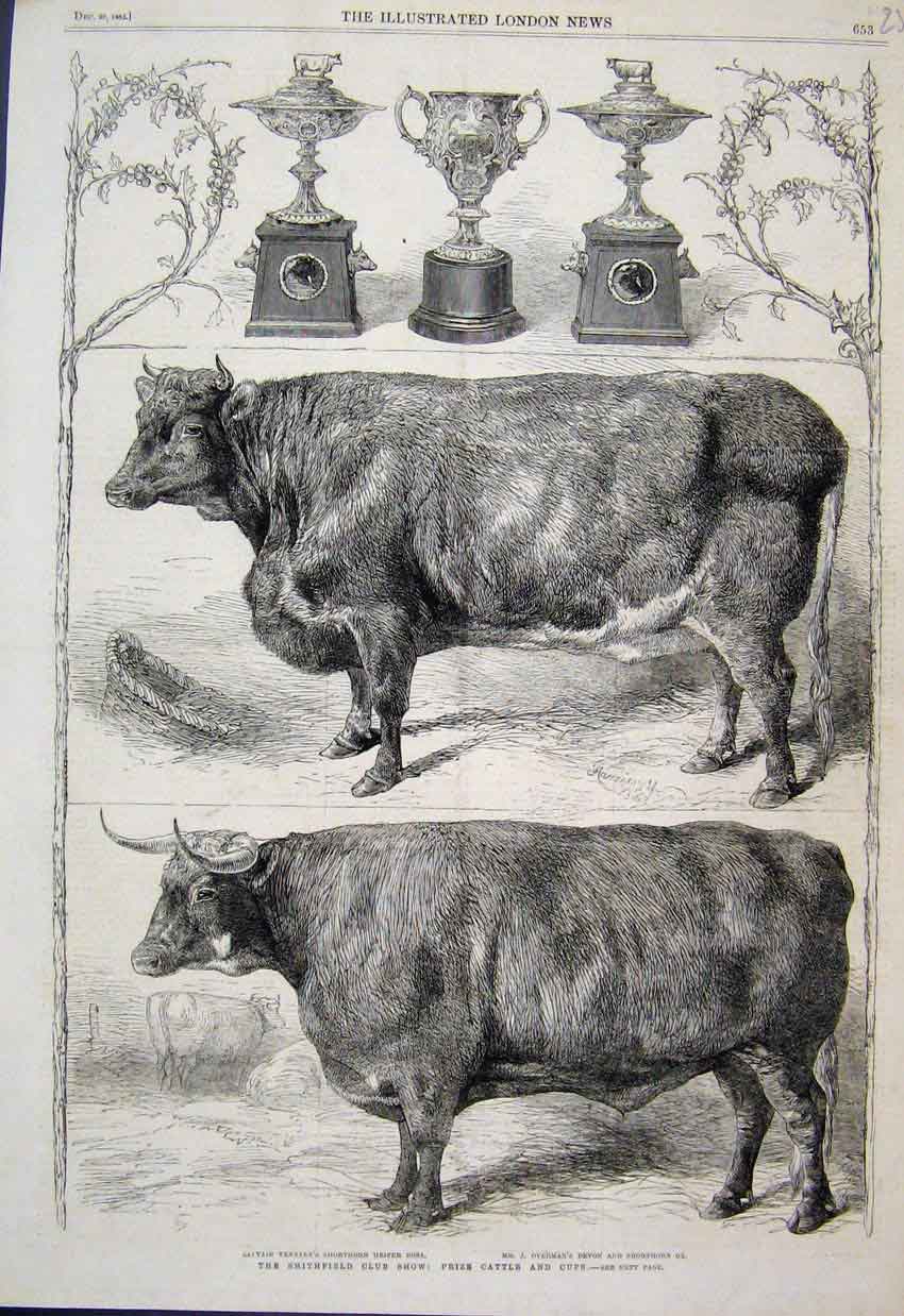 Old Antique Print 1862 Smithfield Club Show Prize Cattle Cups Heifer Ox 19th