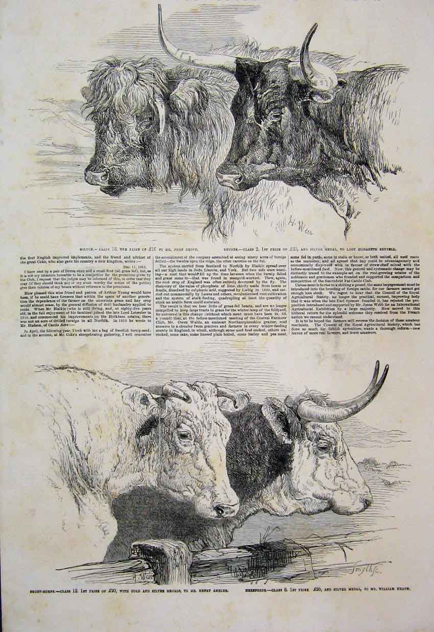 Old Antique Print 1855 Smithfield Club Cattle Show Short Horn Herefords 19th