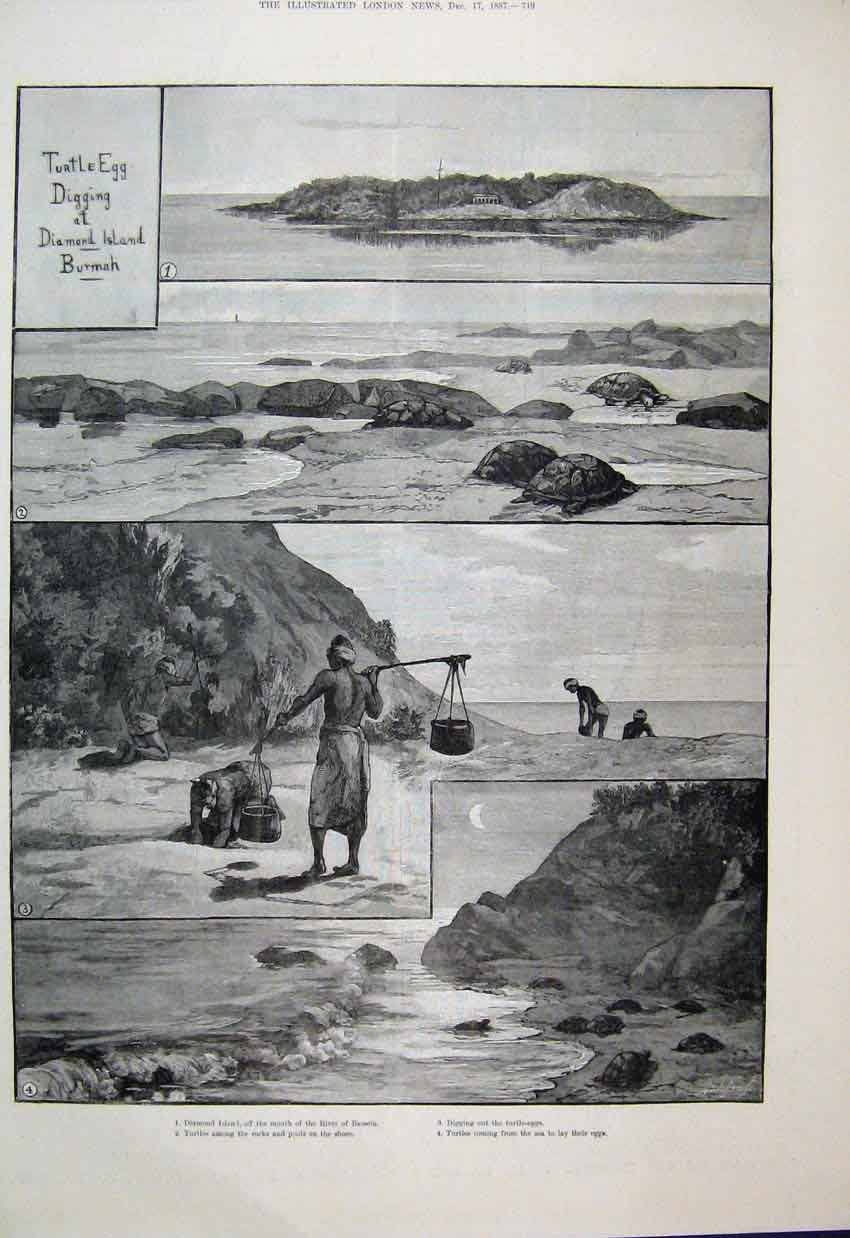 Original Old Antique Print 1887 Turtle Eggs Diamond Island River Bassein 19th