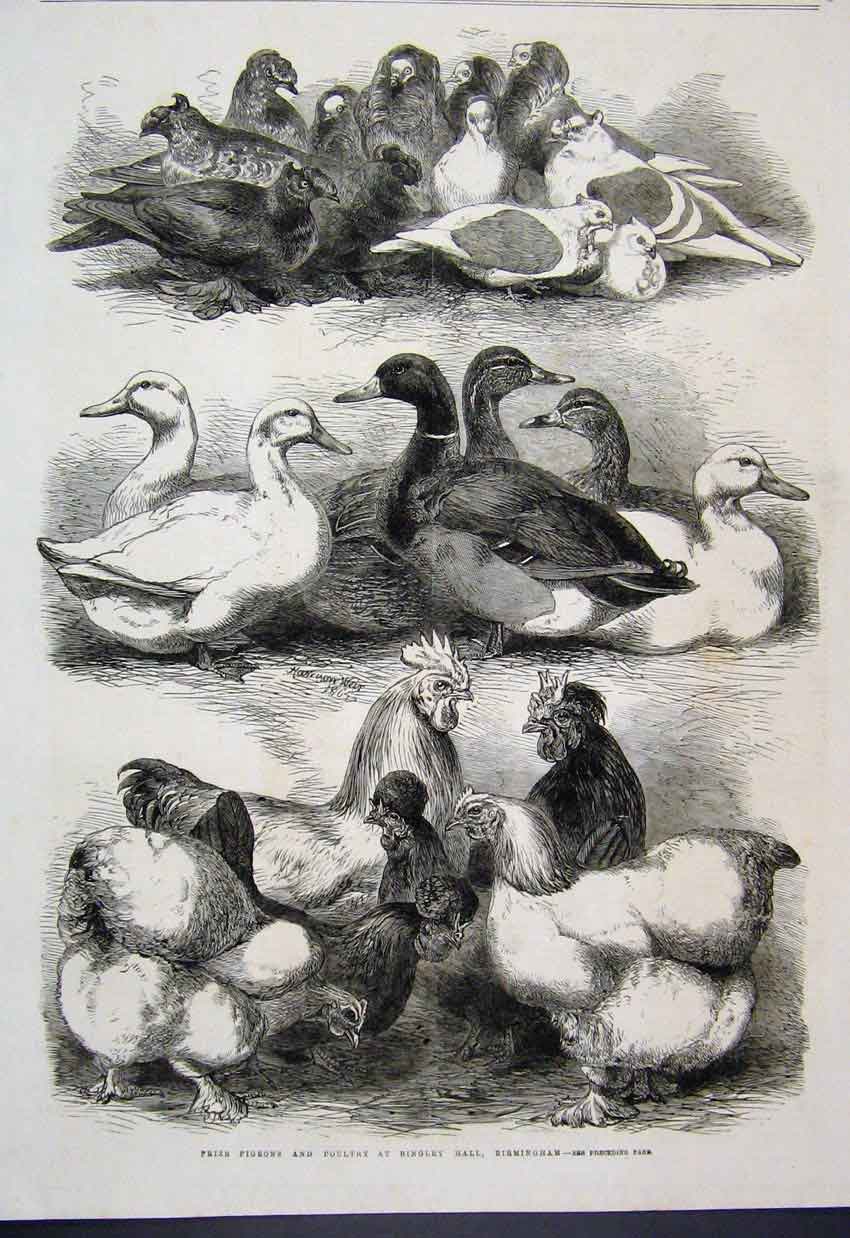 Original Old Antique Print 1864 Prize Pigeon Poultry Bingley Hall Birmingham