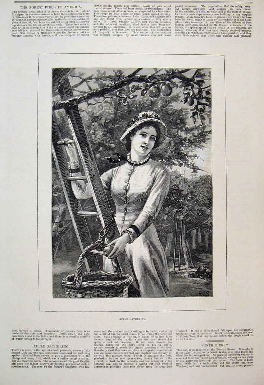 Original Old Antique Print 1881 Woman Gathering Apples Ladder Fruit Victorian