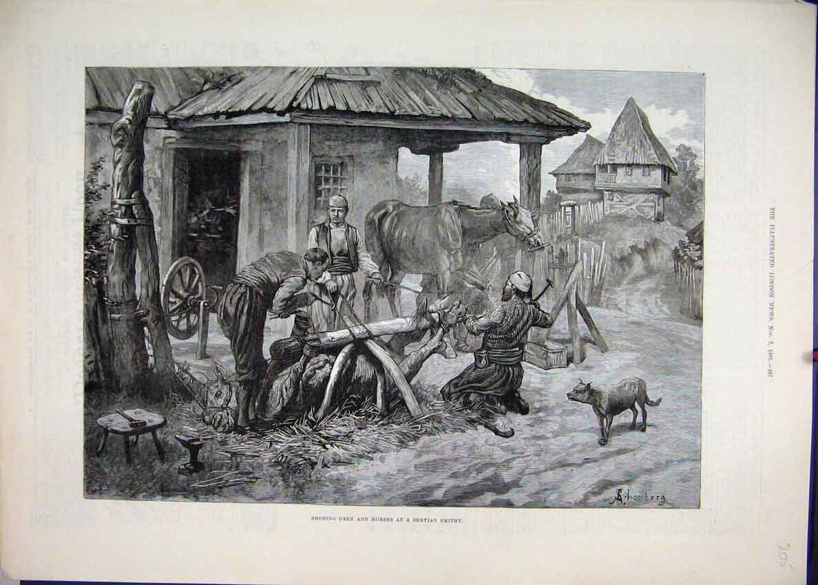 Original Old Antique Print 1885 Shoeing Oxen Horse Servian Smithy Fine Art 19th