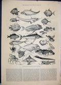 Old Antique Print 1883 Fisheries Exhibition Lobster Threadfish Swordfish 19th