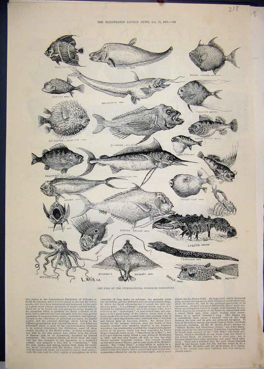 Old Antique Print 1883 Fisheries Exhibition Lobster Threadfish Swordfish 19th