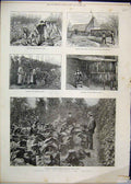 Original Old Antique Print 1886 Tobacco Growing Kent Plants Sharsted Court 19th