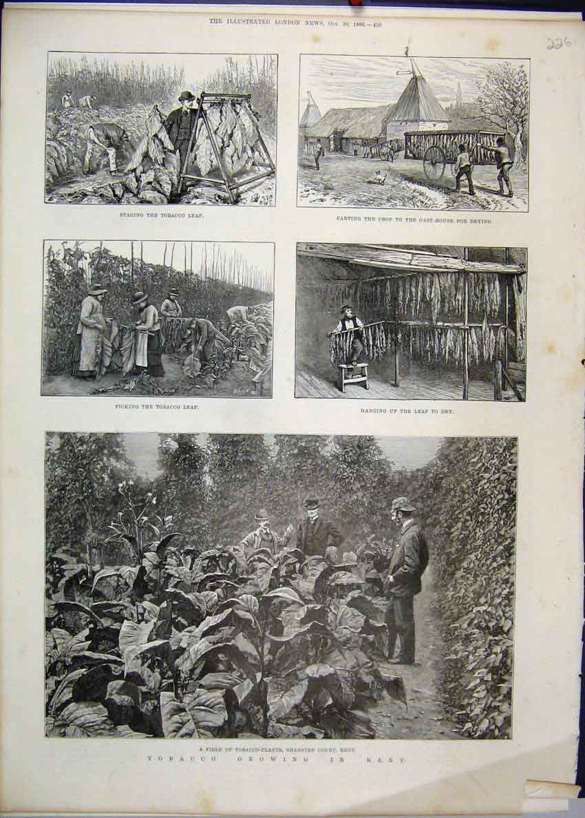 Original Old Antique Print 1886 Tobacco Growing Kent Plants Sharsted Court 19th
