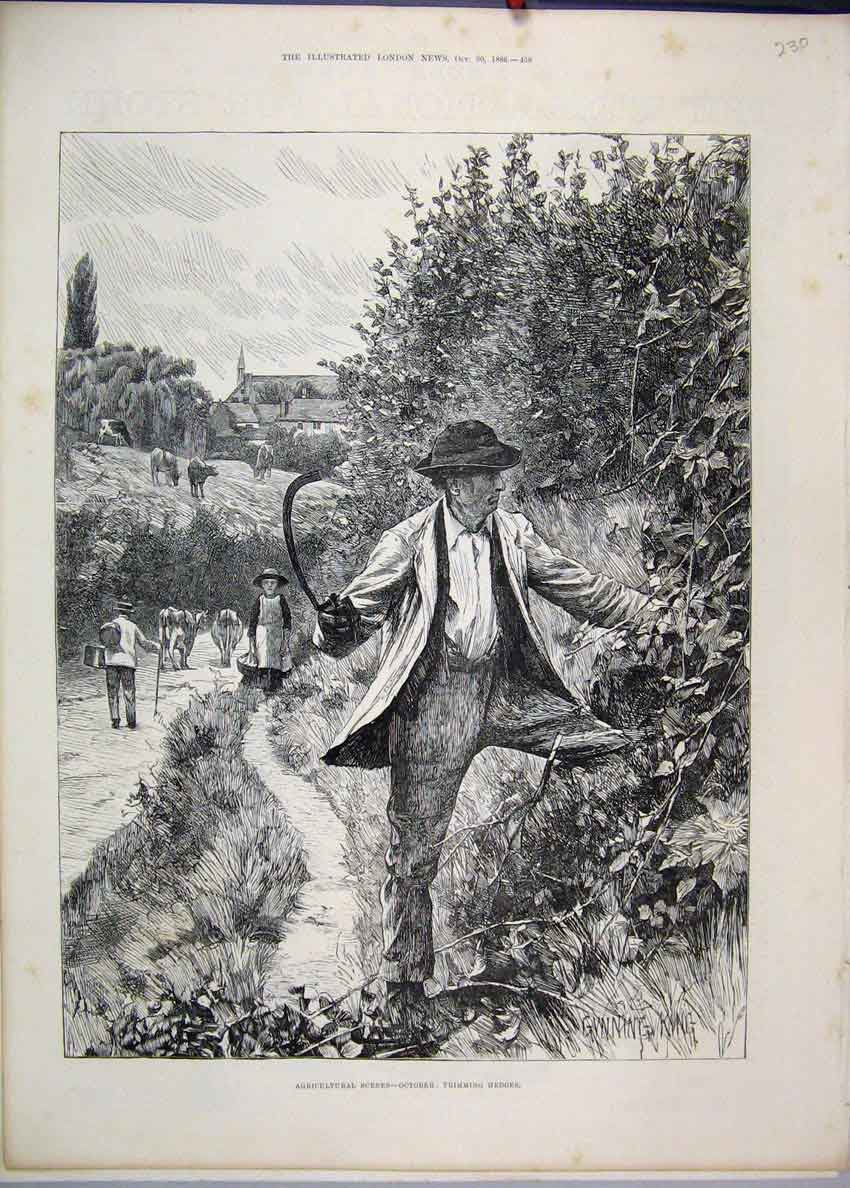 Original Old Antique Print 1886 Agricultural Scene October Trimming Hedges 19th